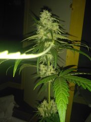 IMG_20200902_092725.jpg