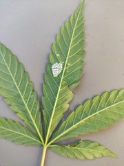 IMG_20200902_183944.jpg