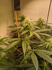 Do Si Dos Cake 12/12 +21