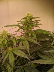 Do Si Dos Cake 12/12 +21