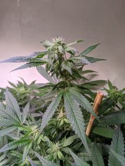 Strawnana 12/12 +21