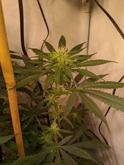 Tangie 12/12 +21