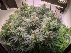 IMG_20200904_193108.jpg