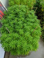 IMG_20200905_104430.jpg