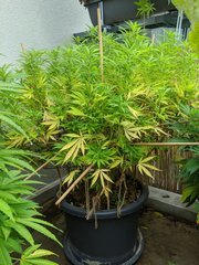 IMG_20200905_104445.jpg