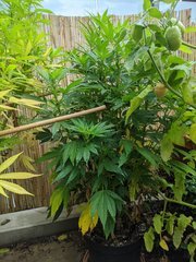IMG_20200905_104455.jpg