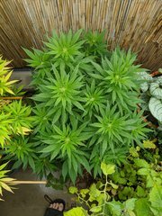 IMG_20200905_104513.jpg