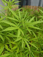 IMG_20200905_104523.jpg