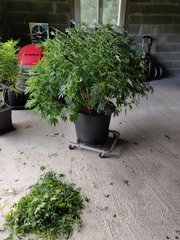 IMG_20200907_101025.jpg