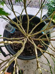 IMG_20200908_091815.jpg