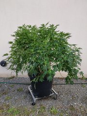 IMG_20200909_194151.jpg