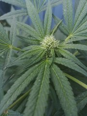 Dinamed CBD +