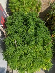 IMG_20200912_124948.jpg