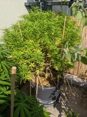 IMG_20200912_125030.jpg