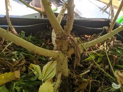 IMG_20200912_125202.jpg