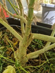 IMG_20200912_125211.jpg