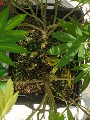 IMG_20200912_125226.jpg