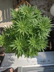 IMG_20200912_125312.jpg