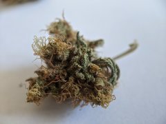 Lemon Critical ?- Lamota