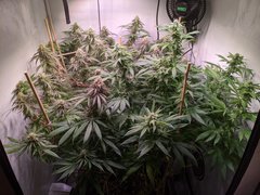 IMG_20200912_193532.jpg