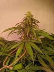IMG_20200912_193709.jpg