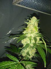 IMG_20200912_211540.jpg
