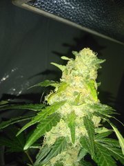 IMG_20200912_211544.jpg