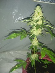 IMG_20200912_211551.jpg