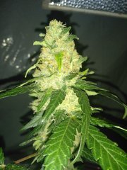 IMG_20200912_211606.jpg