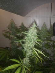 IMG_20200914_081701.jpg