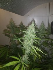 IMG_20200914_081703.jpg