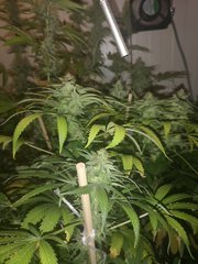 IMG_20200914_081715.jpg