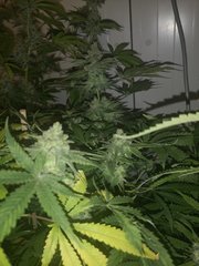 IMG_20200914_081731.jpg