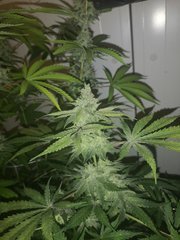 IMG_20200914_081736.jpg
