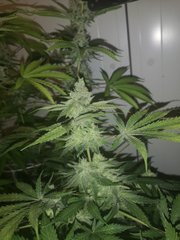 IMG_20200914_081740.jpg