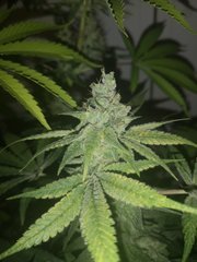 IMG_20200914_081746.jpg
