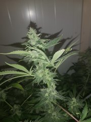 IMG_20200914_081816.jpg