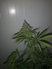 IMG_20200914_081843.jpg