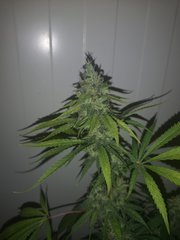 IMG_20200914_081847.jpg