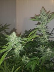 IMG_20200914_082051.jpg