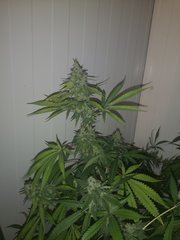 IMG_20200914_082100.jpg