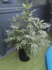 Dinamed CBD +