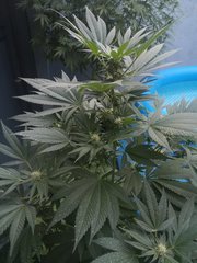 Dinamed CBD +