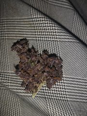 Dinamed kush auto