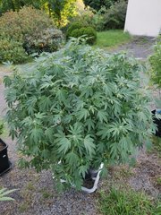 IMG_20200916_175912.jpg