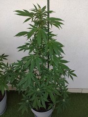 IMG_20200918_090601.jpg