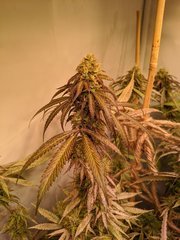 IMG_20200918_233246.jpg