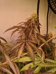 IMG_20200918_233254.jpg