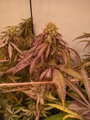 IMG_20200918_233302.jpg