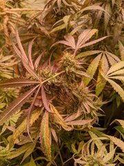 IMG_20200918_233321.jpg